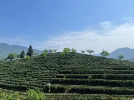 有关于南平松溪：漫山“绿叶”变“金叶”的资讯(1)