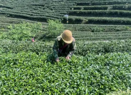 有关于南平松溪：漫山“绿叶”变“金叶”的资讯