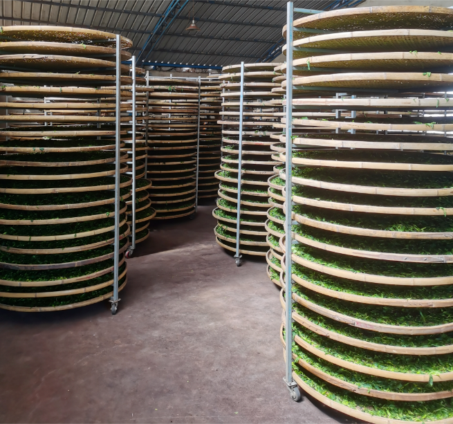 关于永德县：春来采茶忙 茶香民增收的新闻(2)