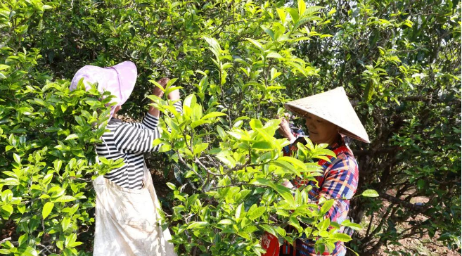 关于永德县：春来采茶忙 茶香民增收的新闻(1)