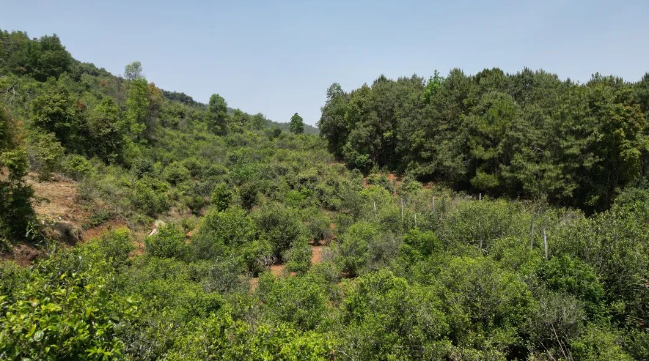 关于永德县：春来采茶忙 茶香民增收的新闻