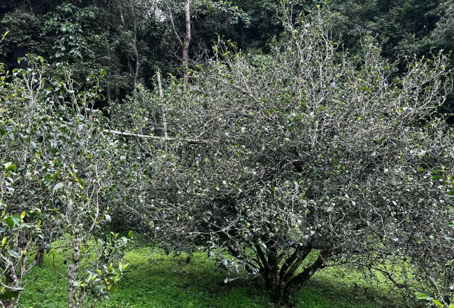 关于永德县：春来采茶忙 茶香民增收的新闻(3)