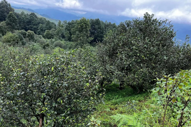 关于永德县：春来采茶忙 茶香民增收的新闻(4)