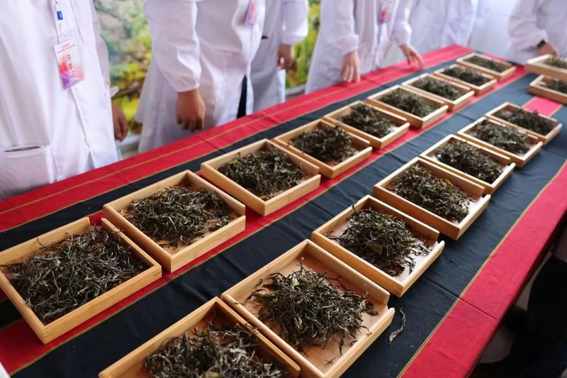 有关于澜沧县文东乡第十届斗茶大赛圆满收官的消息(4)