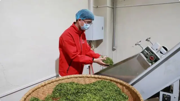 关于河南桐柏：春茶进入盛采期 茶韵悠长促振兴的内容(1)