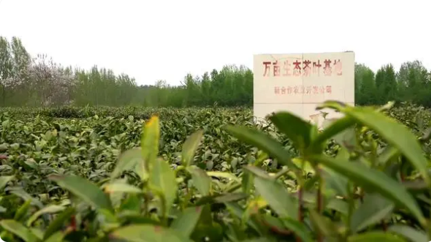 关于河南桐柏：春茶进入盛采期 茶韵悠长促振兴的内容(2)