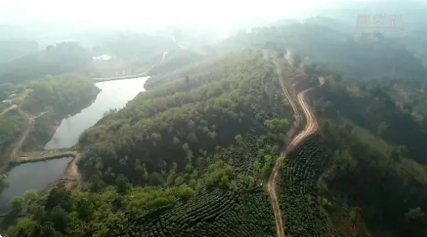 关于河南桐柏：春茶进入盛采期 茶韵悠长促振兴的内容