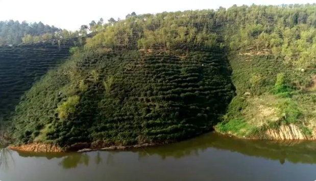 关于河南桐柏：春茶进入盛采期 茶韵悠长促振兴的内容(3)