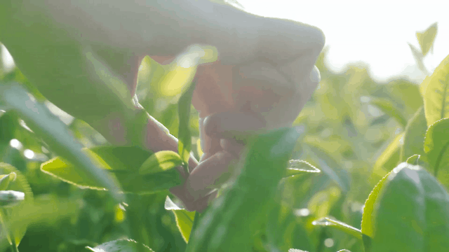 有关于抹茶产销量中国第一、全球第二，竟是这座山下小城？的新闻(3)