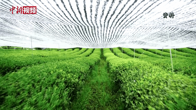 有关于抹茶产销量中国第一、全球第二，竟是这座山下小城？的新闻(2)