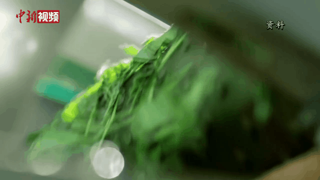 有关于抹茶产销量中国第一、全球第二，竟是这座山下小城？的新闻(5)