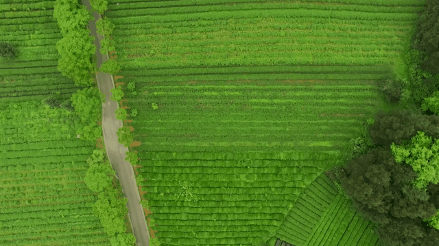 有关于抹茶产销量中国第一、全球第二，竟是这座山下小城？的新闻(7)