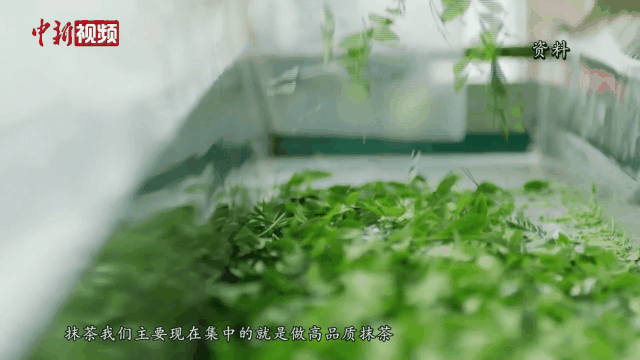 有关于抹茶产销量中国第一、全球第二，竟是这座山下小城？的新闻(4)