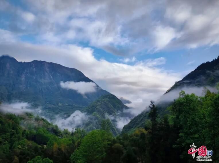 有关于四川崇州：一竹一茶，折射成都高水平开放的信息(11)