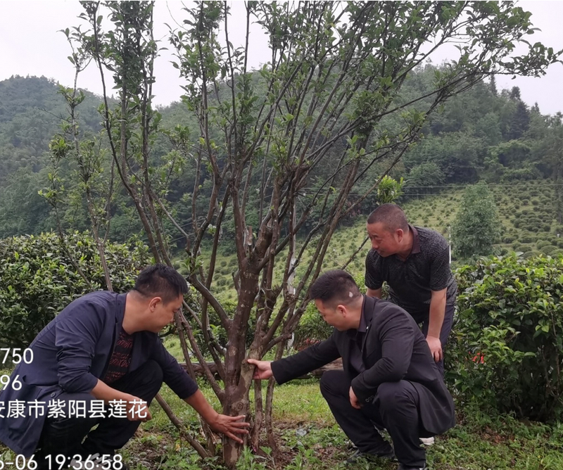 关于安康市农科院深入一线调研指导茶产业发展的消息(2)