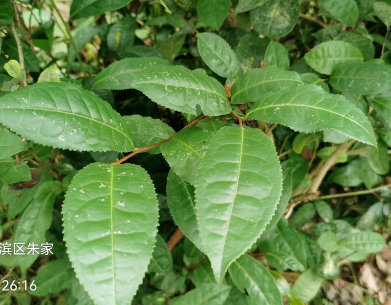 关于安康市农科院深入一线调研指导茶产业发展的消息