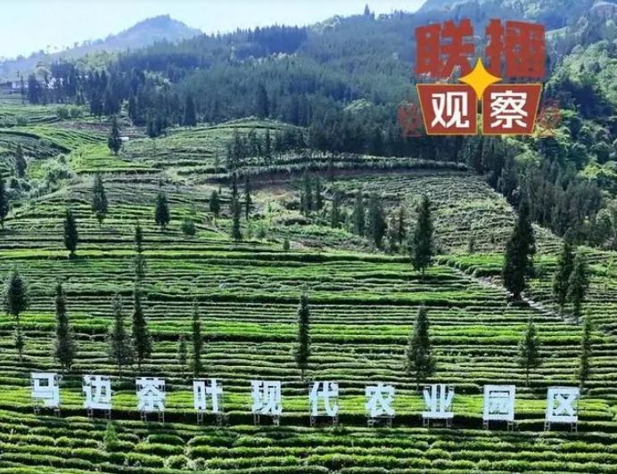 有关于为了种有机茶，他们把虫子吊起来“打”！的新闻