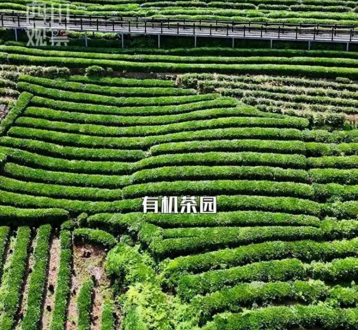 有关于为了种有机茶，他们把虫子吊起来“打”！的新闻(1)