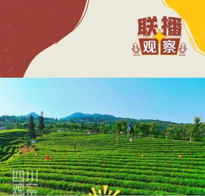 有关于为了种有机茶，他们把虫子吊起来“打”！的新闻(3)