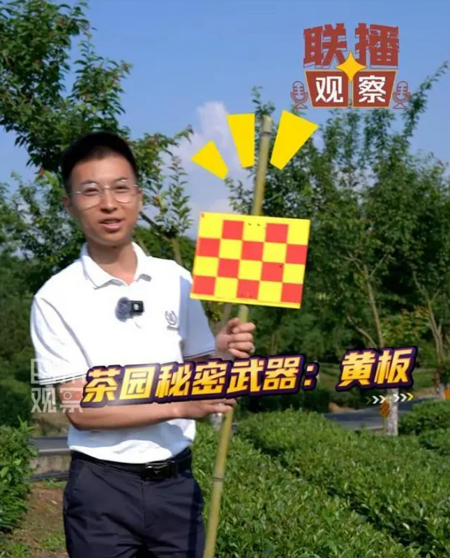 有关于为了种有机茶，他们把虫子吊起来“打”！的新闻(2)