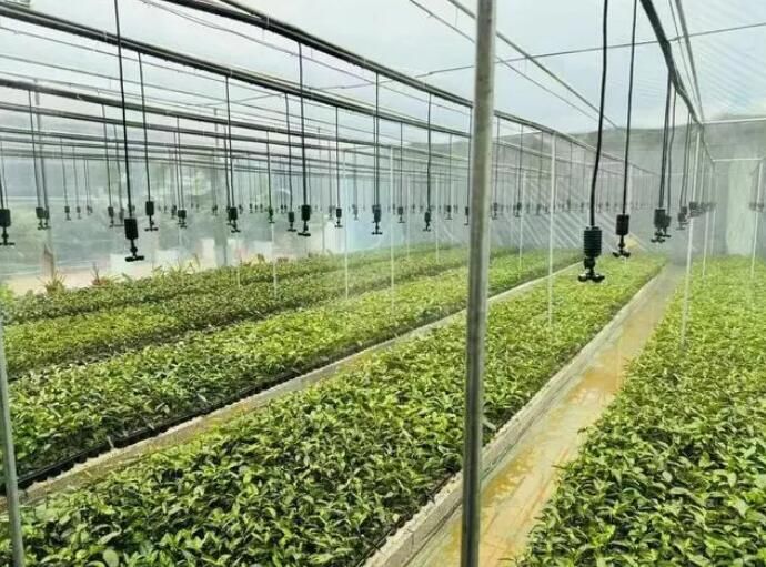 有关于岱岳区：智慧茶园 促进茶产业全链升级的消息