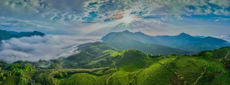 有关于中国国家地理“中国大美茶山”揭晓，福安北门生态茶园入选！的内容(5)