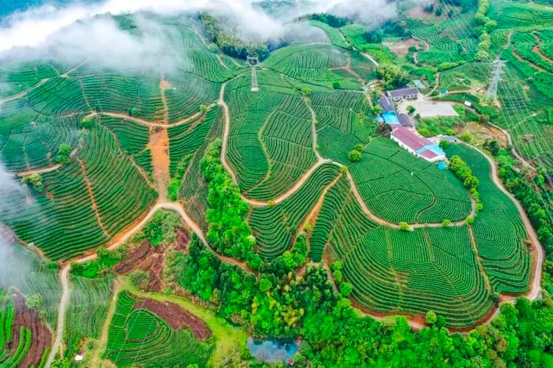 有关于中国国家地理“中国大美茶山”揭晓，福安北门生态茶园入选！的内容(2)