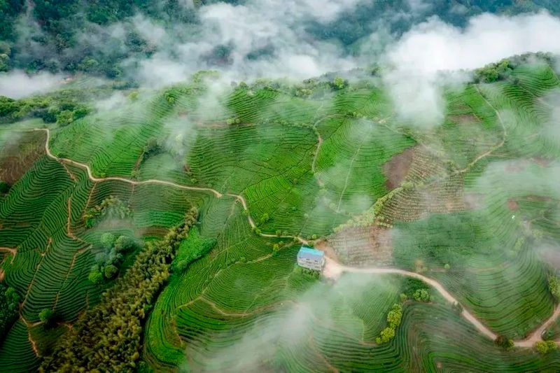 有关于中国国家地理“中国大美茶山”揭晓，福安北门生态茶园入选！的内容(1)