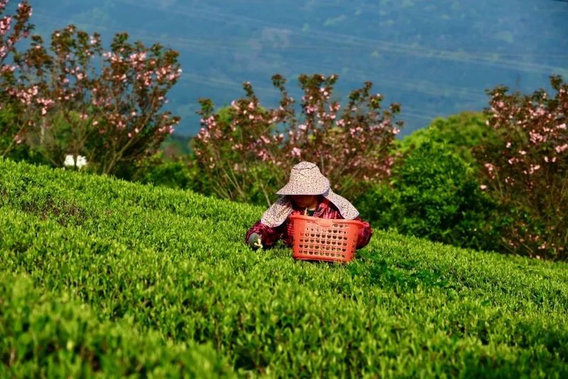 有关于中国国家地理“中国大美茶山”揭晓，福安北门生态茶园入选！的内容(3)