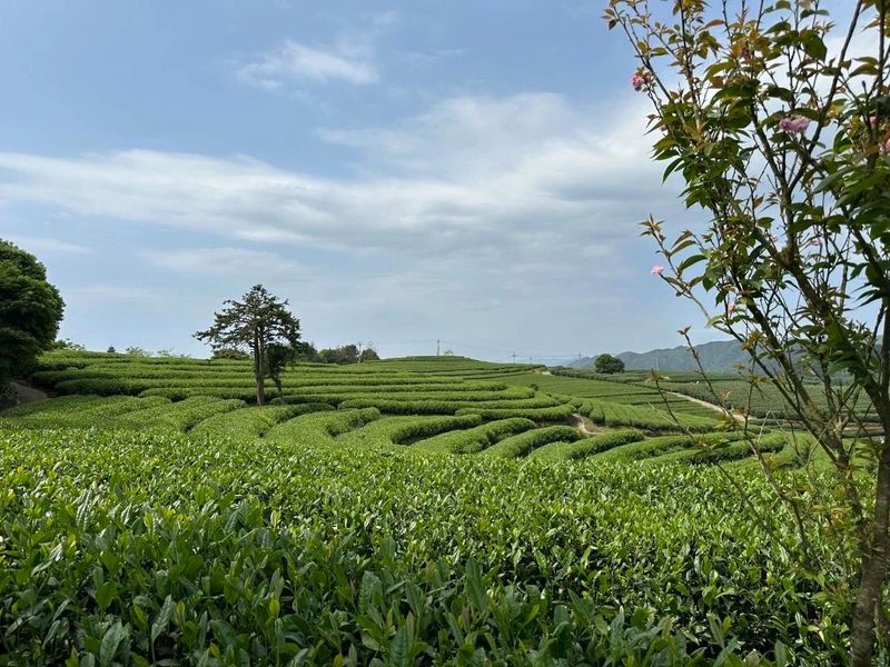 有关于中国国家地理“中国大美茶山”揭晓，福安北门生态茶园入选！的内容(4)