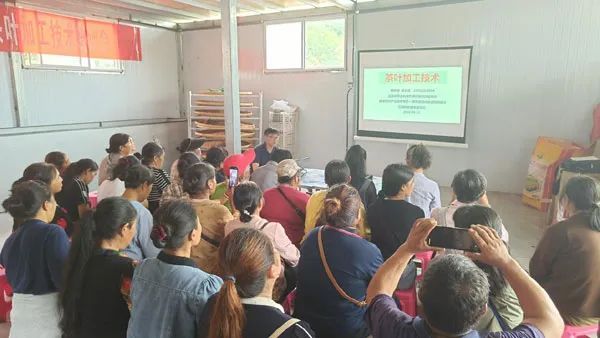 有关于云南省江城县茶产业科技特派团项目推进会及茶叶加工技术培训会在江城县召开的内容(1)