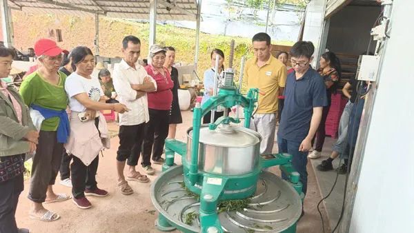 有关于云南省江城县茶产业科技特派团项目推进会及茶叶加工技术培训会在江城县召开的内容(3)