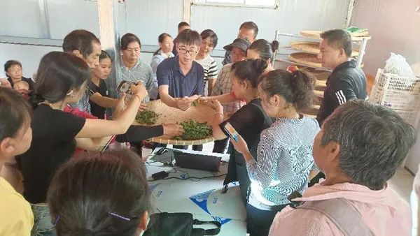 有关于云南省江城县茶产业科技特派团项目推进会及茶叶加工技术培训会在江城县召开的内容(2)