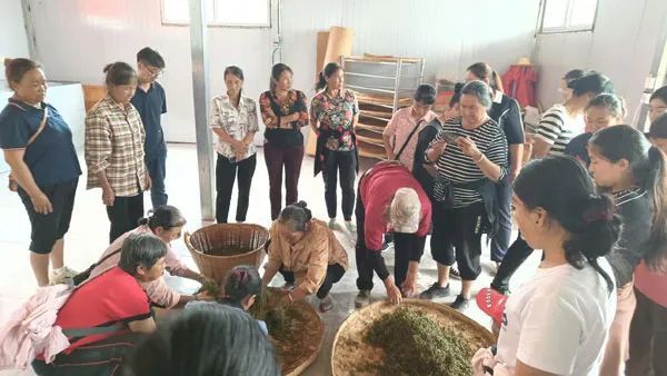 有关于云南省江城县茶产业科技特派团项目推进会及茶叶加工技术培训会在江城县召开的内容(4)