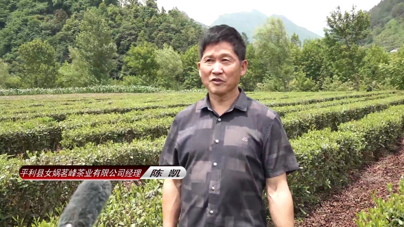 关于平利县积极推进夏秋茶生产线建设 助力茶产业提质增效的信息(1)