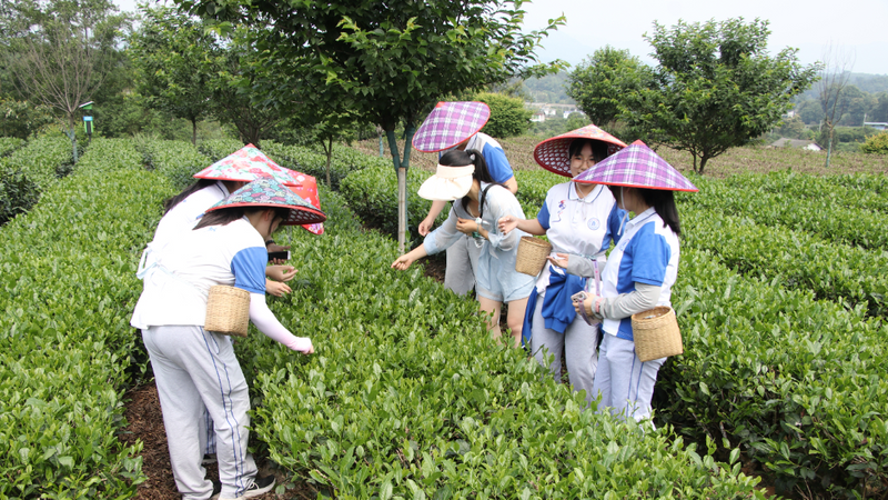 有关于“茶+教育”结硕果 蒙顶山茶文化传播再添“生力军”的内容(4)