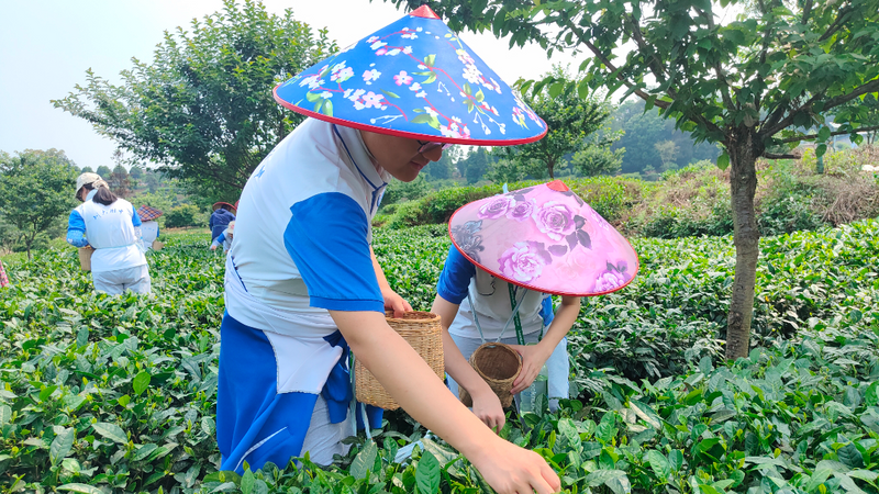 有关于“茶+教育”结硕果 蒙顶山茶文化传播再添“生力军”的内容(5)
