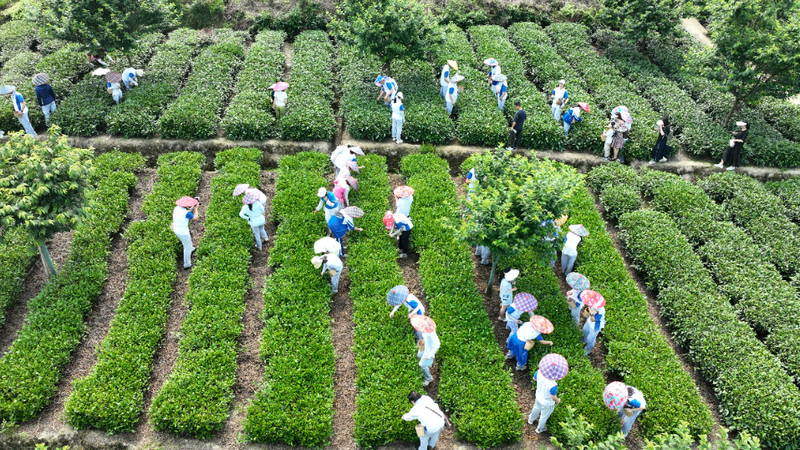 有关于“茶+教育”结硕果 蒙顶山茶文化传播再添“生力军”的内容(3)