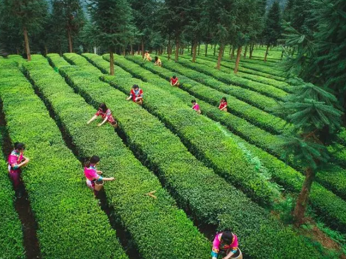 有关于贵州茶树下的“秘密”让斯里兰卡茶专家连连点赞的相关内容(2)