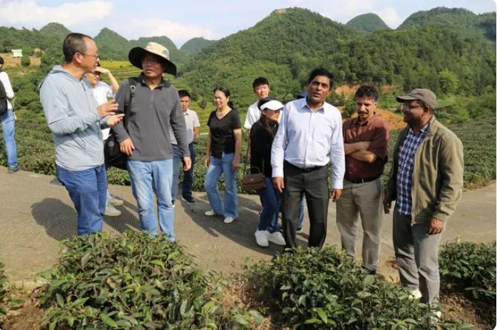 有关于贵州茶树下的“秘密”让斯里兰卡茶专家连连点赞的相关内容