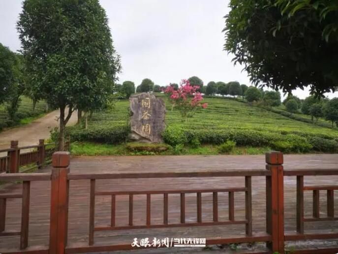 关于印江湄坨村：一片“叶”带出一片“业”的最新消息(3)