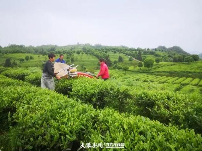 关于印江湄坨村：一片“叶”带出一片“业”的最新消息(1)