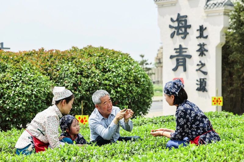 关于新区海青茶产业高质量发展暨茶文化传播系列活动正式启动的消息(20)