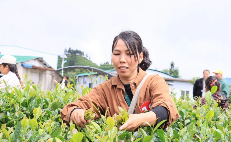 有关于巧手采茶有乾坤！会同宝田侗族苗族乡开展采茶培训的内容(2)
