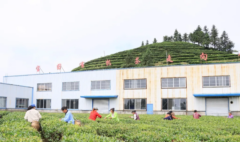 有关于巧手采茶有乾坤！会同宝田侗族苗族乡开展采茶培训的内容(1)