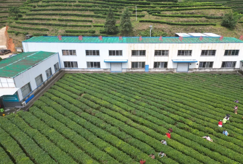 有关于巧手采茶有乾坤！会同宝田侗族苗族乡开展采茶培训的内容