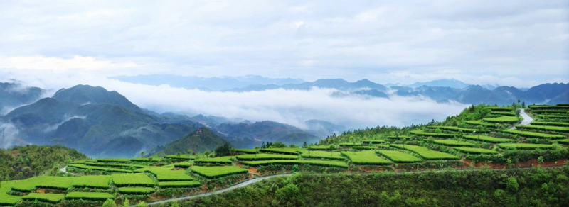 有关于寿宁人大：“四品驱动”引领茶产业发展的最新消息