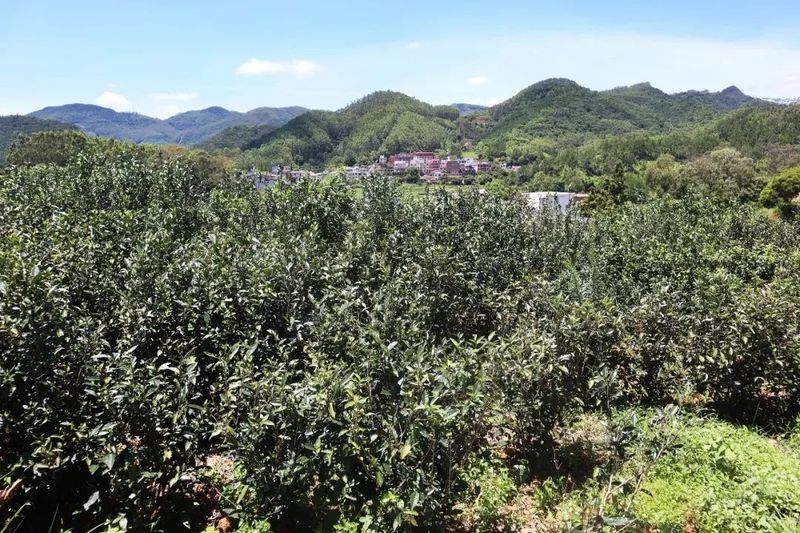 有关于福建仙游：一杯春茶香飘一座城的资讯(2)