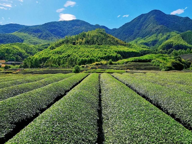 有关于福建仙游：一杯春茶香飘一座城的资讯