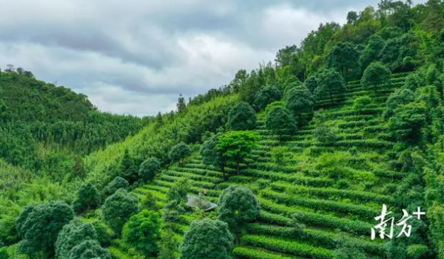 关于做好“土特产”文章，肇庆加快打造茶产业品牌的最新消息